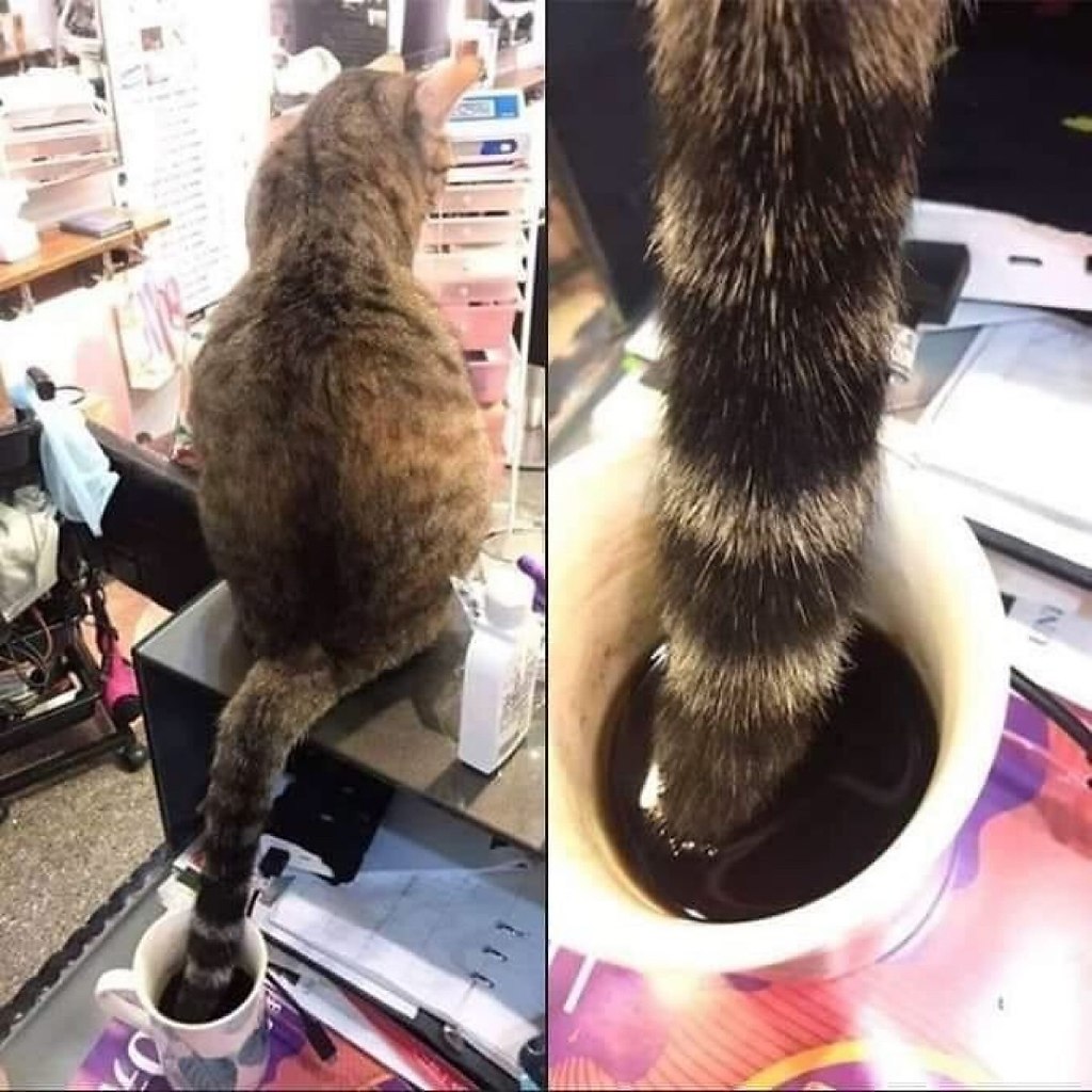 Чашка с кошачьим хвостом