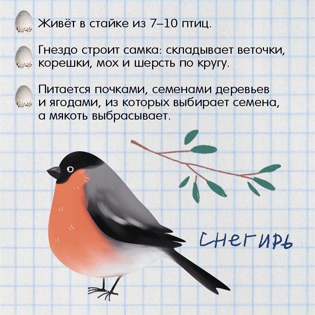 Птичий дневник в картинках