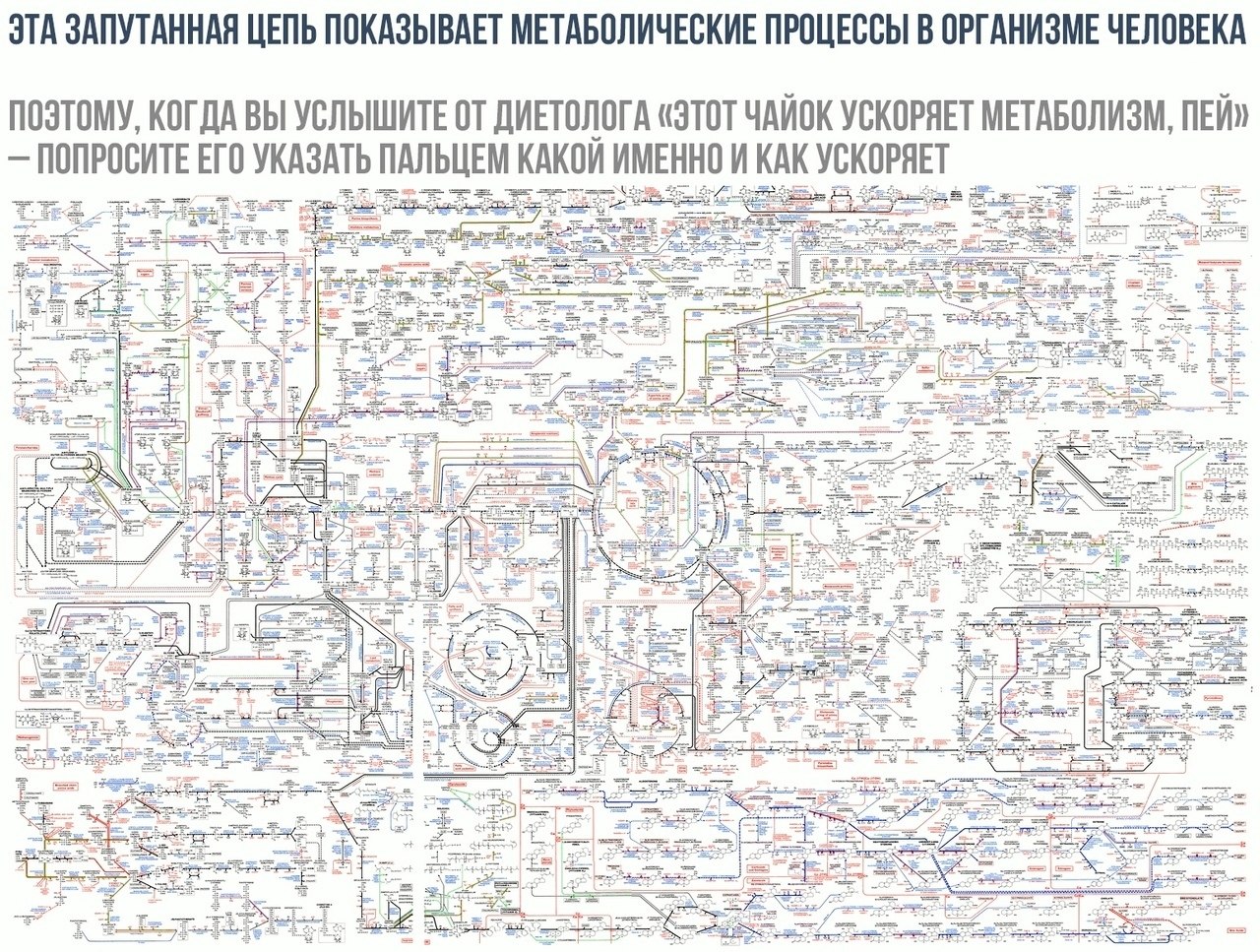 Метаболическая карта человека на русском