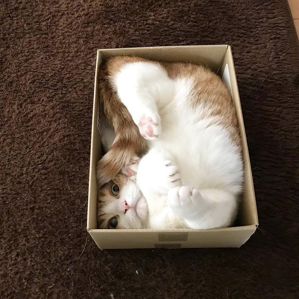 Пушистый кот в коробке спит