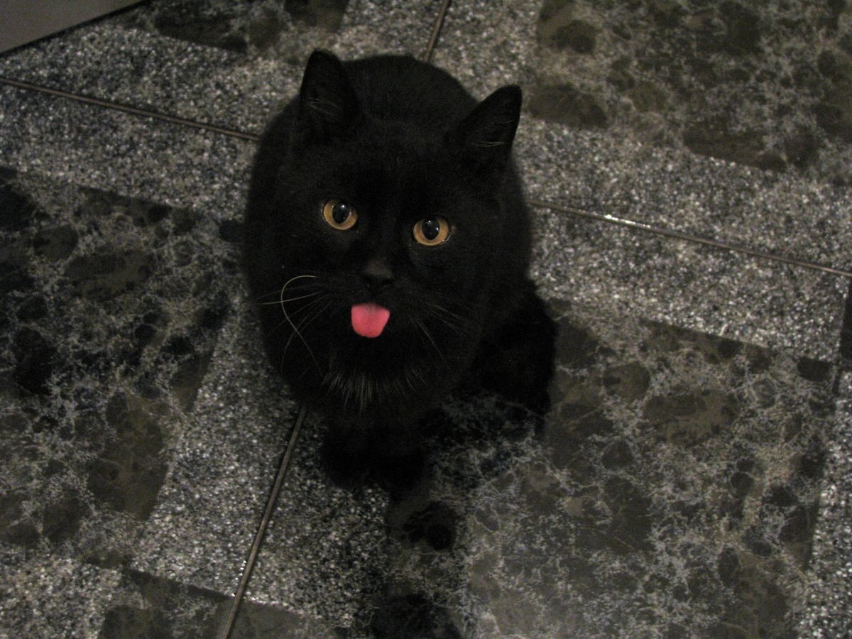 Черный Кот С Высунутым Языком
