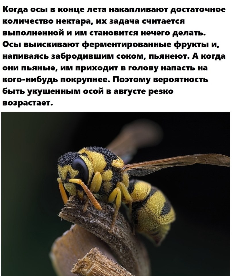 Информация о пчелах. Ядовитые насекомые оса. Бразильская пчела. Какие бывают осы. Жалящие насекомые для дошкольников.