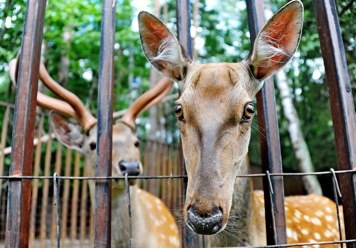 Zoo r. Московский зоопарк, Москва. Зоосад Московского зоопарка. Московский зоопарк животные.