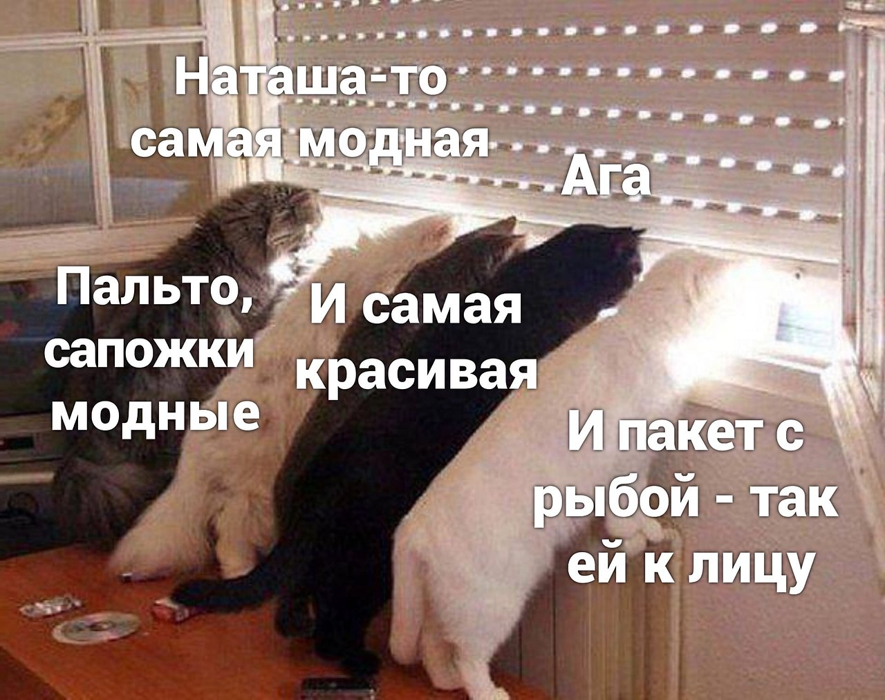 Коты наташа картинки