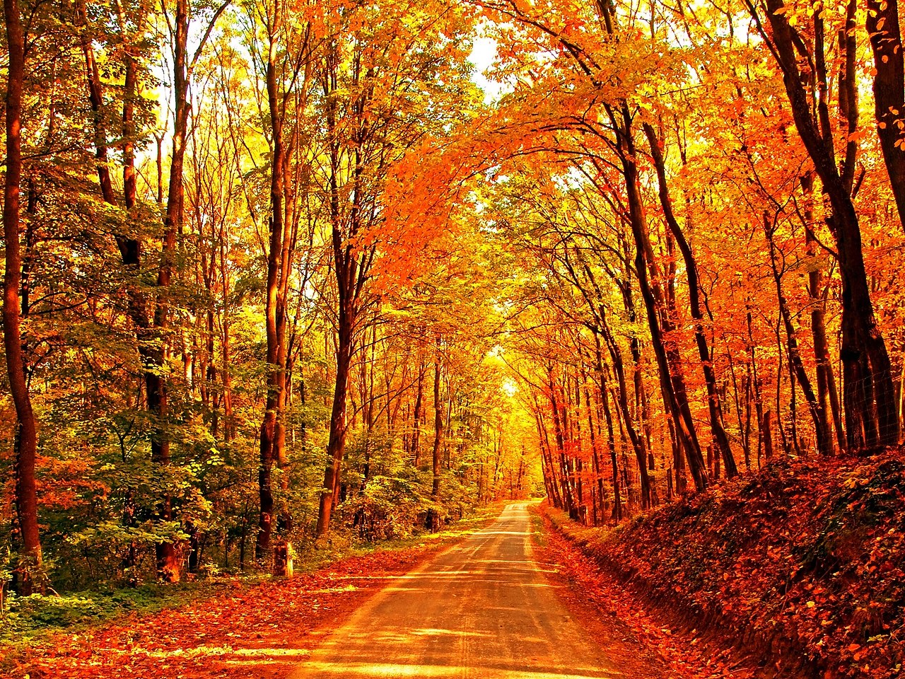 Золотая осень дорога