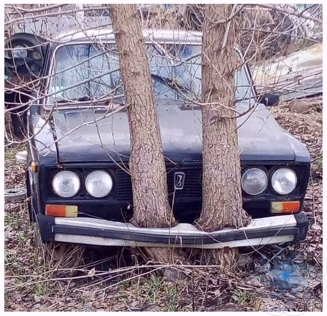 Машина вросла в дерево