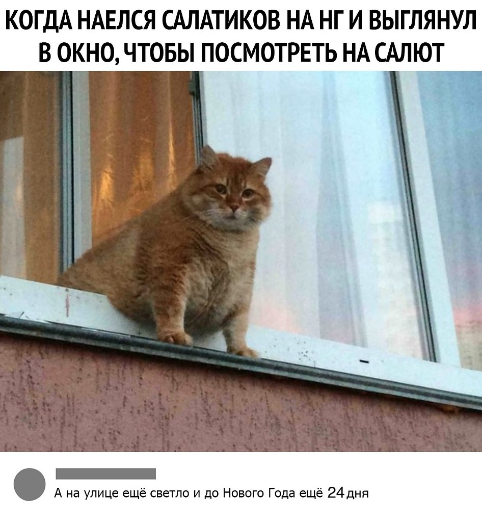 Юмор Наташа и коты