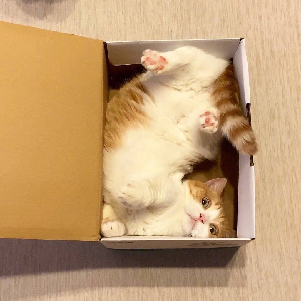 Кот не помещается в коробке