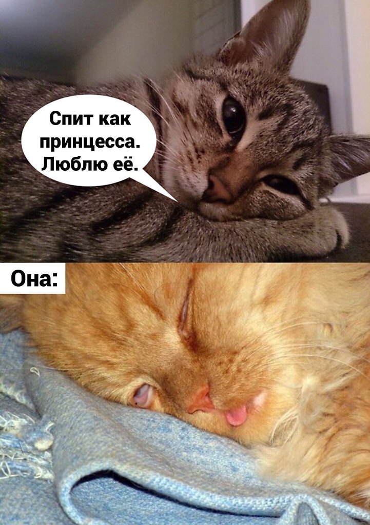 Я ответила милый милый я тоже. Кот Мем. Коты мемы. Шутки про спящую кошку. Котики мемы спят.