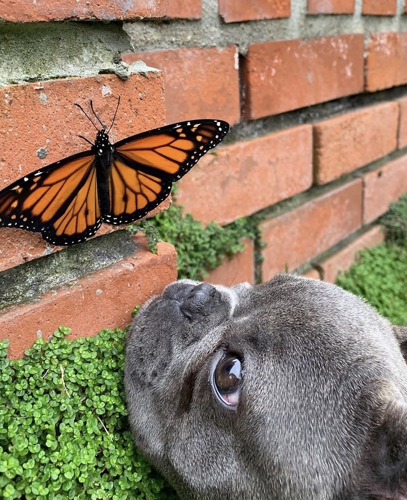 Животные с бабочкой на носу