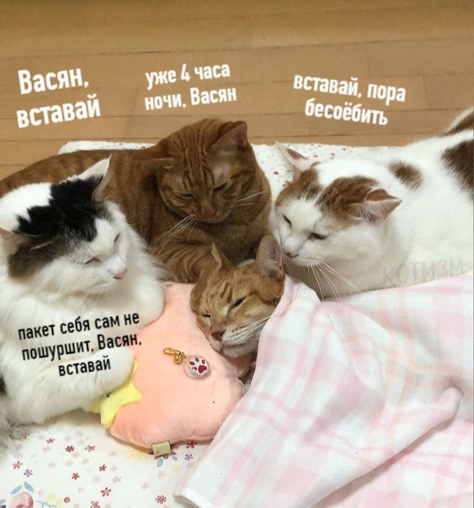 Наташа Проснись коты