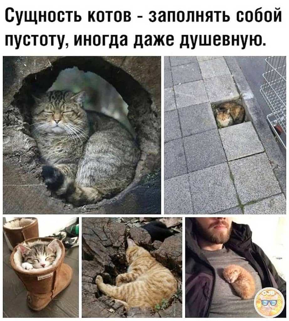 Коты заполняют собой пустоту