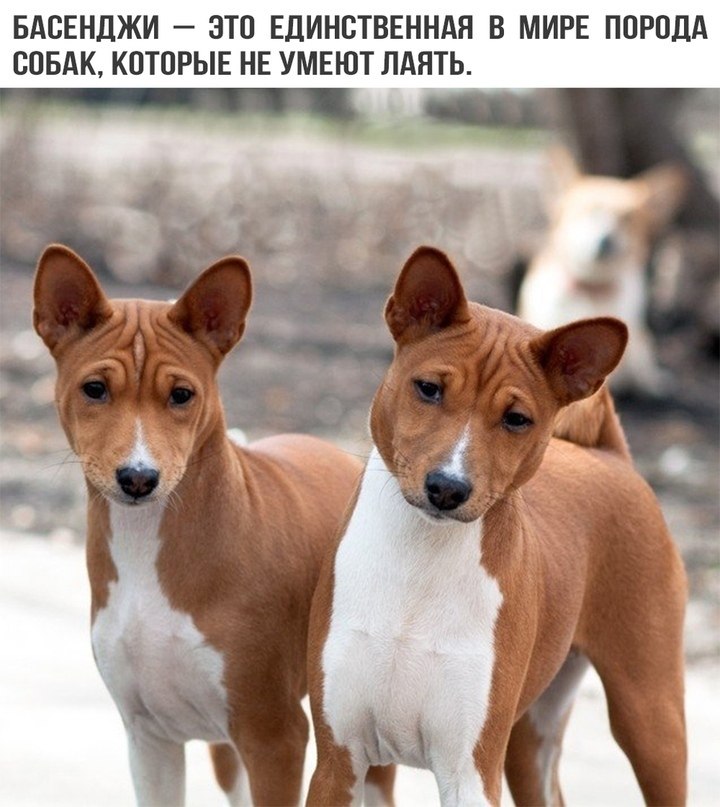 Темперамент и характер