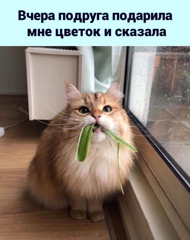 Картинки с котами с надписями наташа