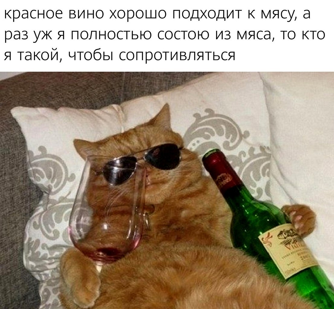 Мемы про котов и вино