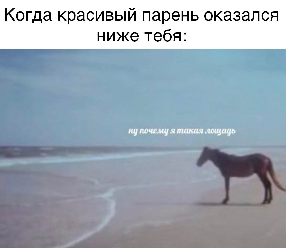 Собака Конь Павла Воли