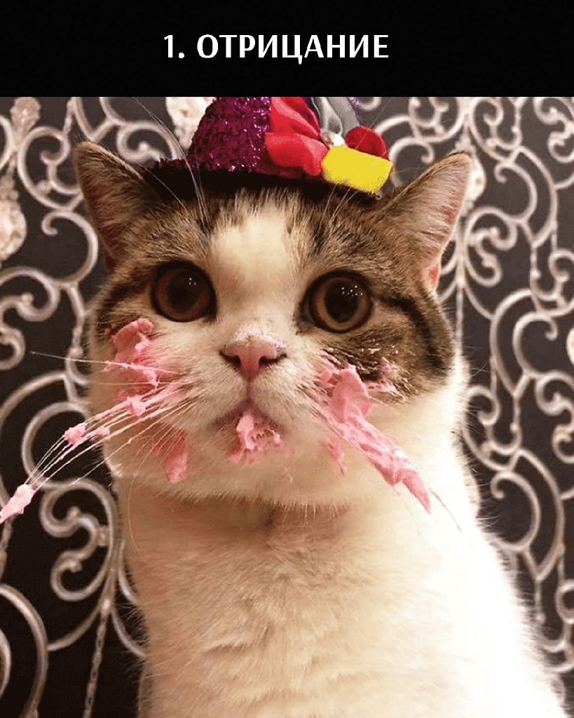 Кот в праздничной шапочке