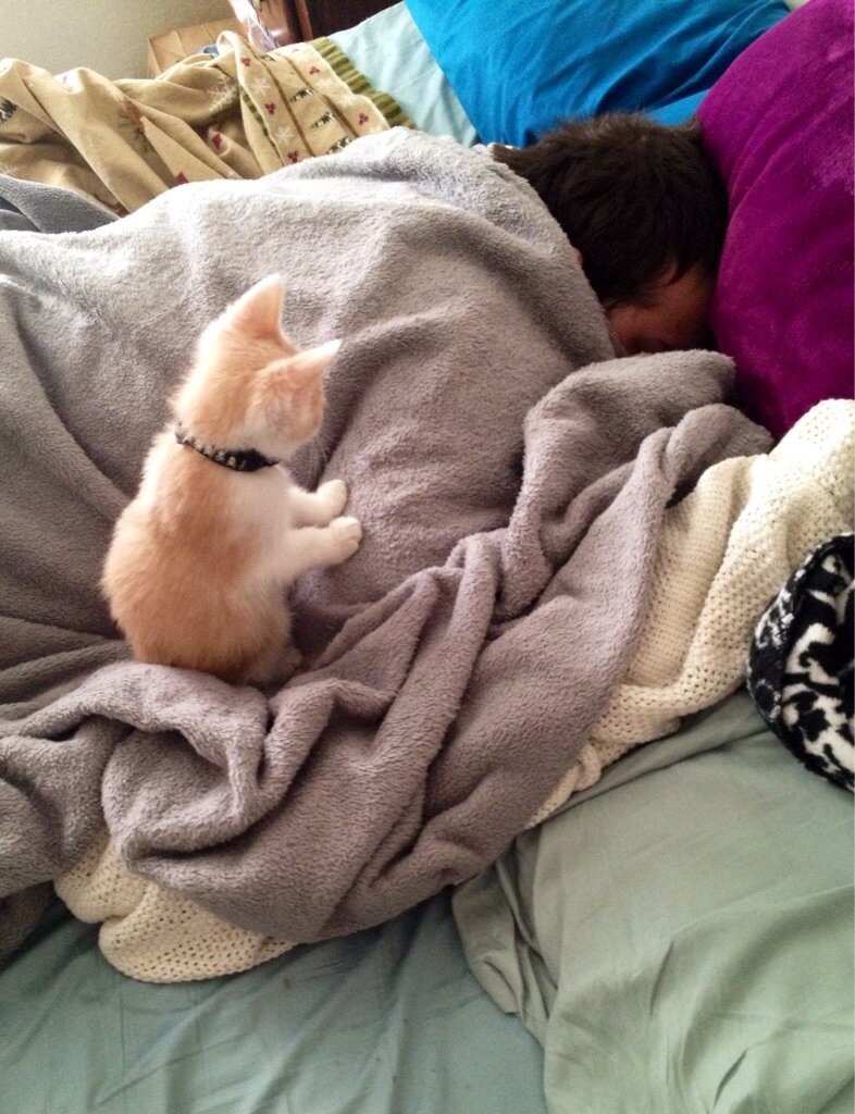 Спать игрушки одеяло. Кот в одеяле. Котик проснулся. Кот под одеялом.