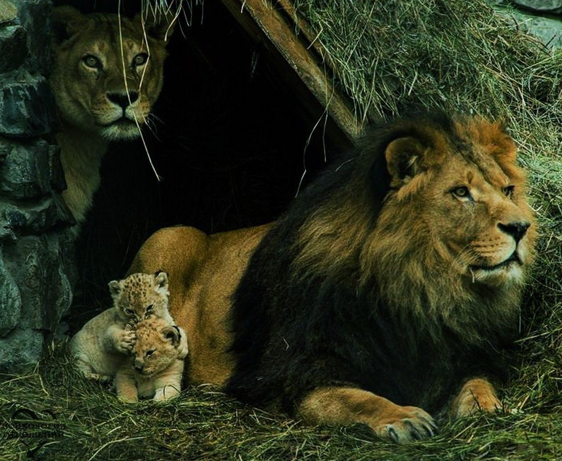 лев львица и львенок картинки