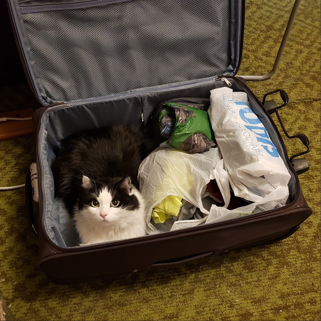 Кошка с чемоданом