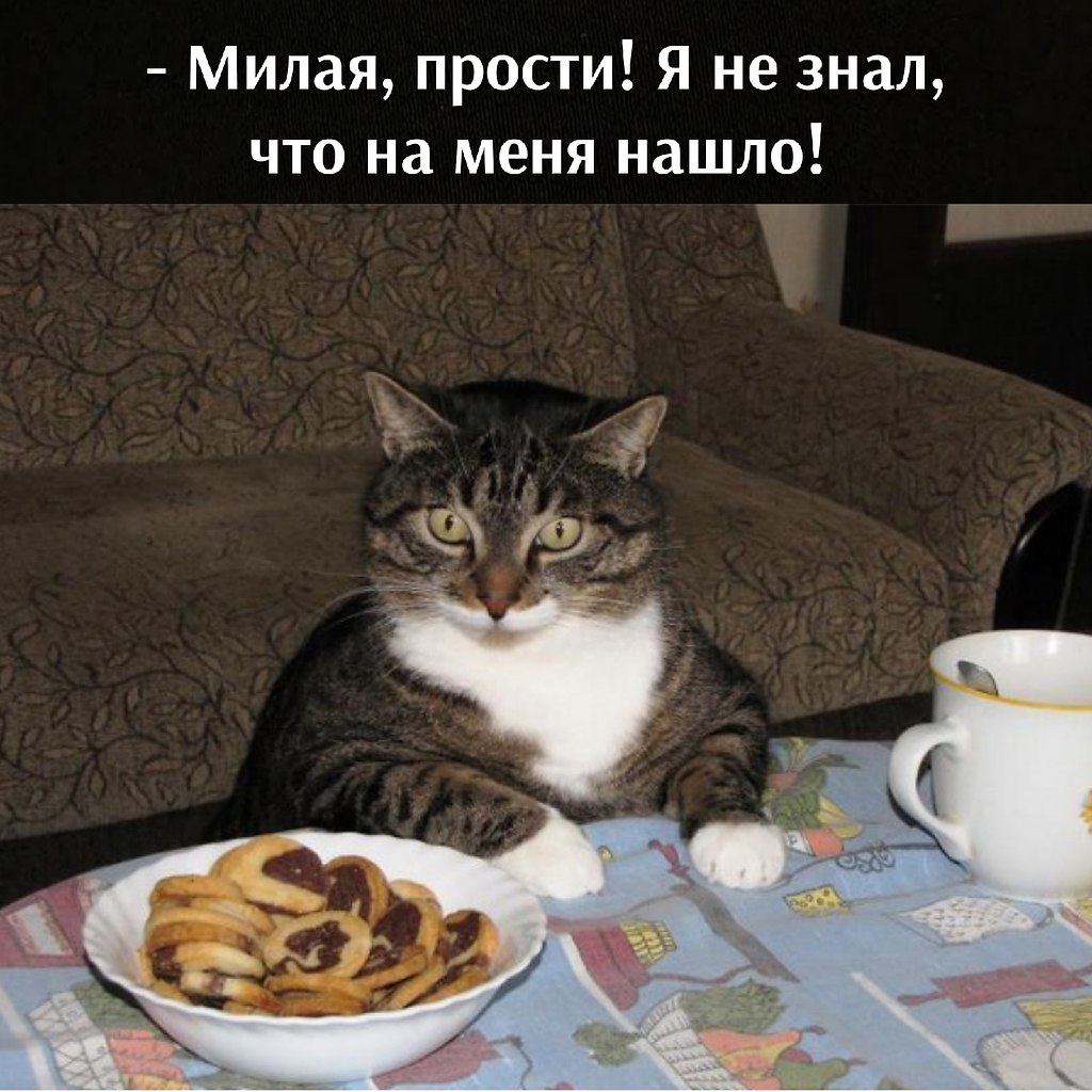 Без чая я скучаю. Кот хочет есть. А что к чаю кот. Смешные коты чаепитие. Кот хочет кушать.