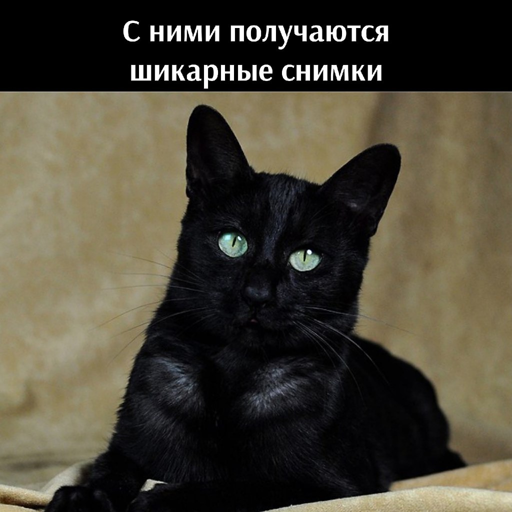 Русская черная кошка