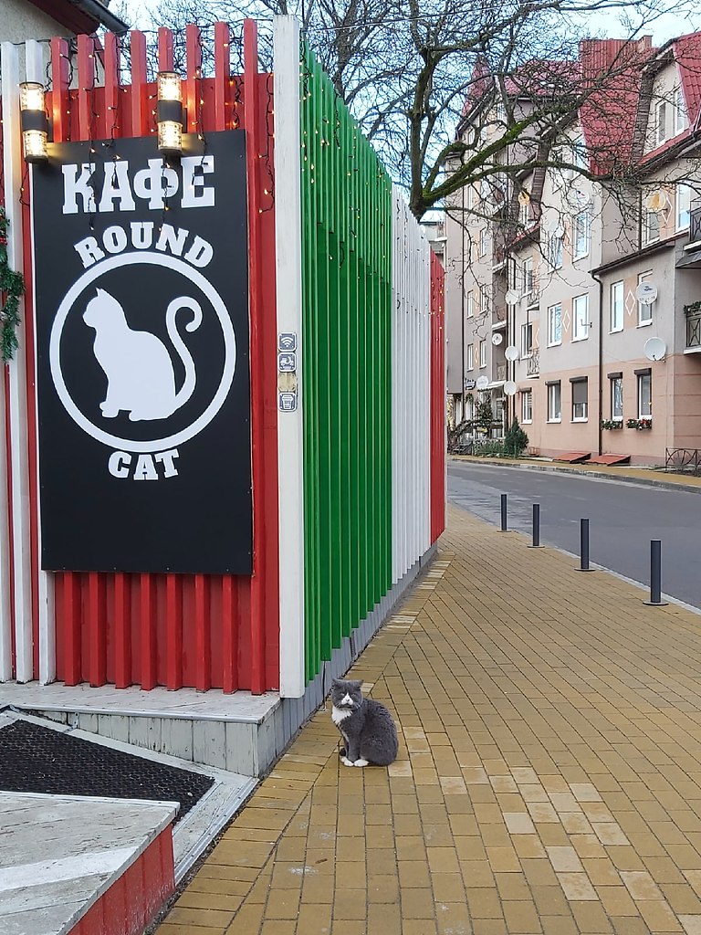 Хозяин кафе. Кафе для животных. Animals кафе. Котов владелец кафе.