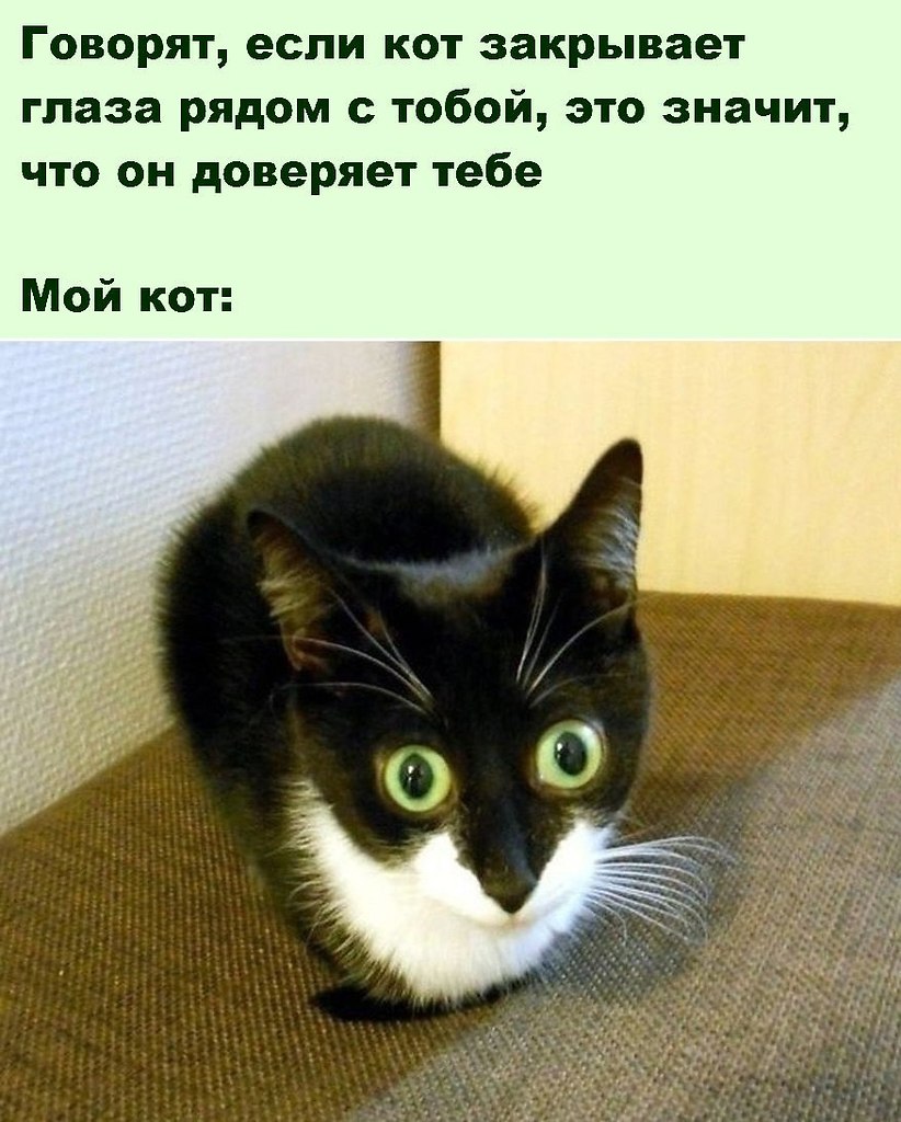 Коты мемы картинки с надписями