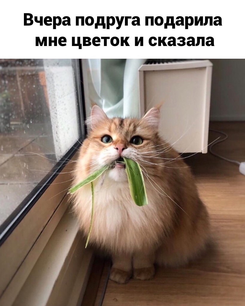 Смешные картинки котов мемы