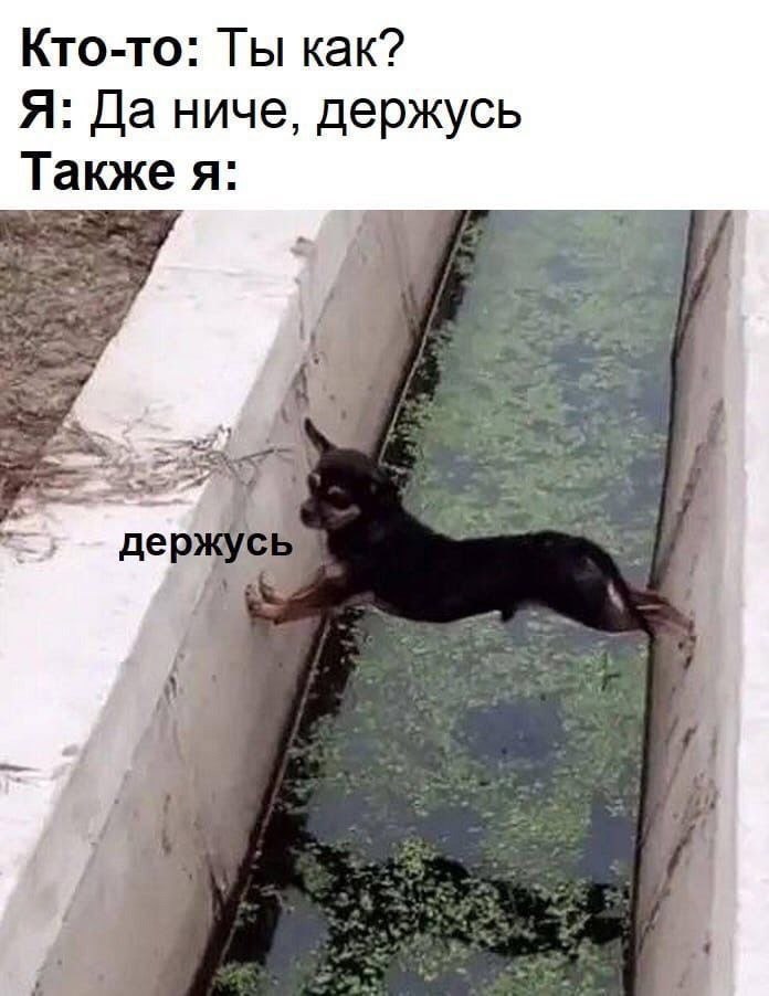 Ничего держусь картинка