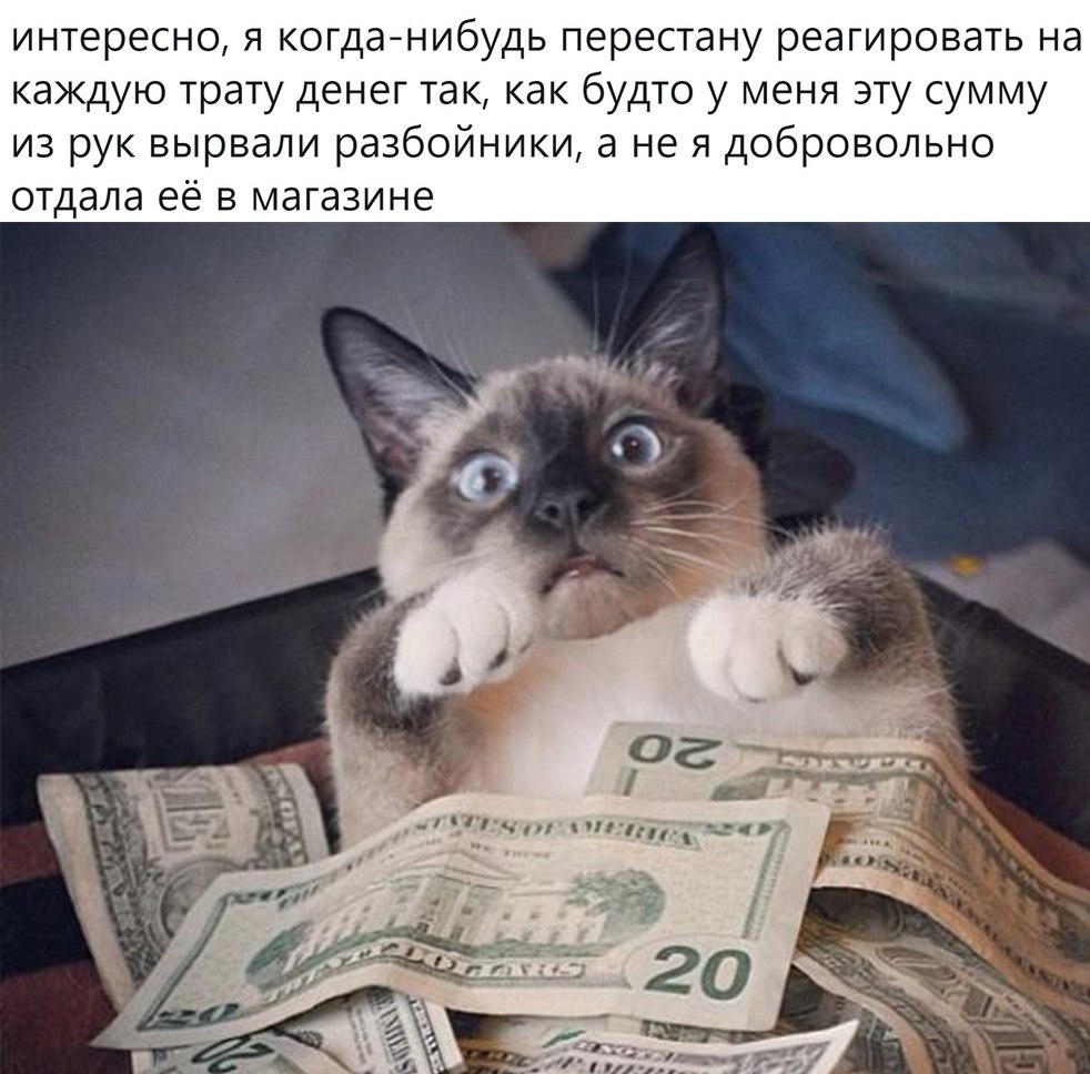 Смеха деньги. Кот с деньгами. Денежный котик. Смешные котики с деньгами. Животные с деньгами.