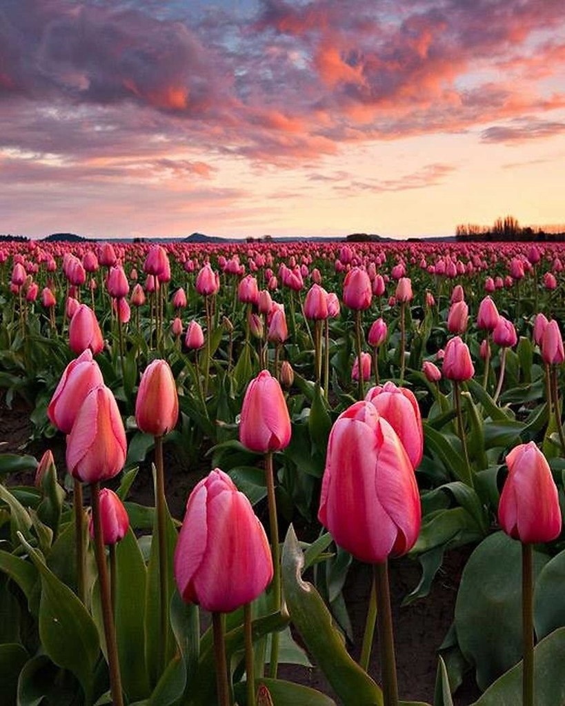 Розовые тюльпаны природа