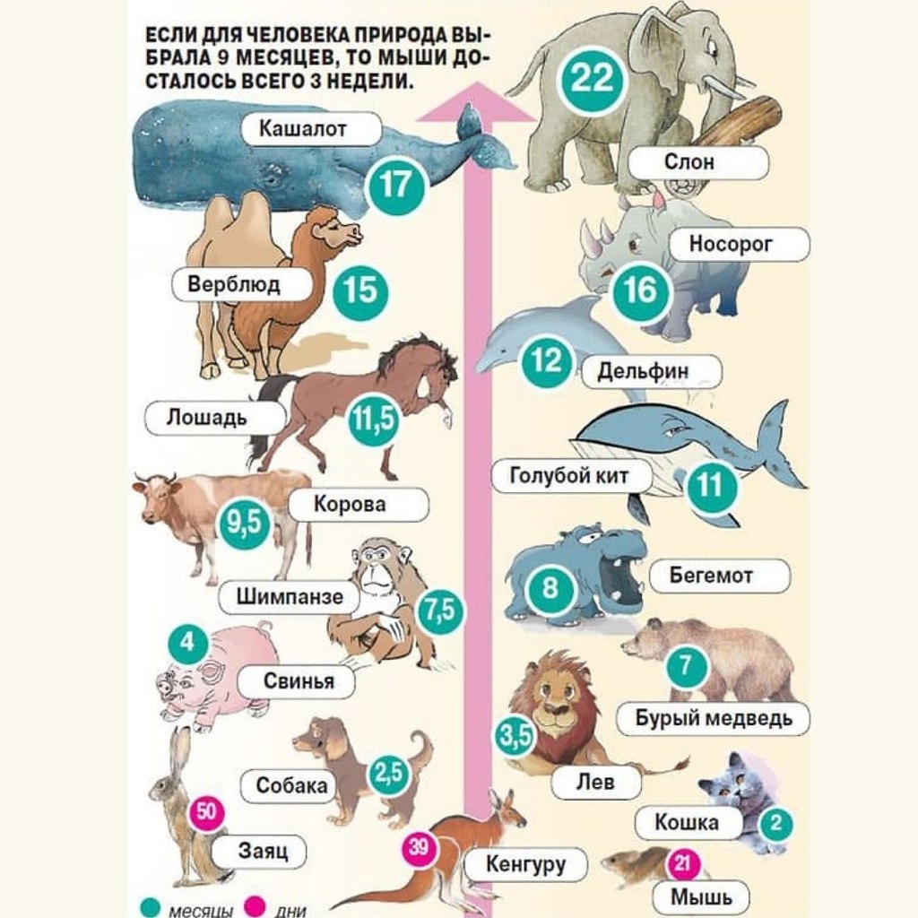 Сколько длится много. Сроки беременности у животных. Продолжительность беременности у разных видов животных. Инфографика сроки беременности у животных. Сколько длитдлиться беременность.
