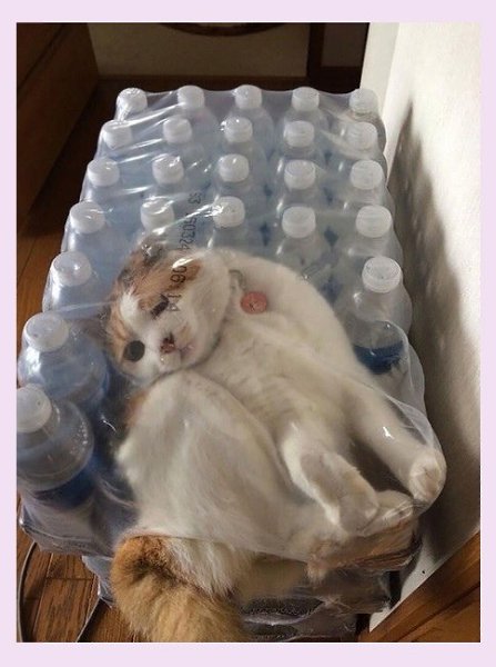 Ох уж эти котики))) Как только умудряются так залезть)) - 2