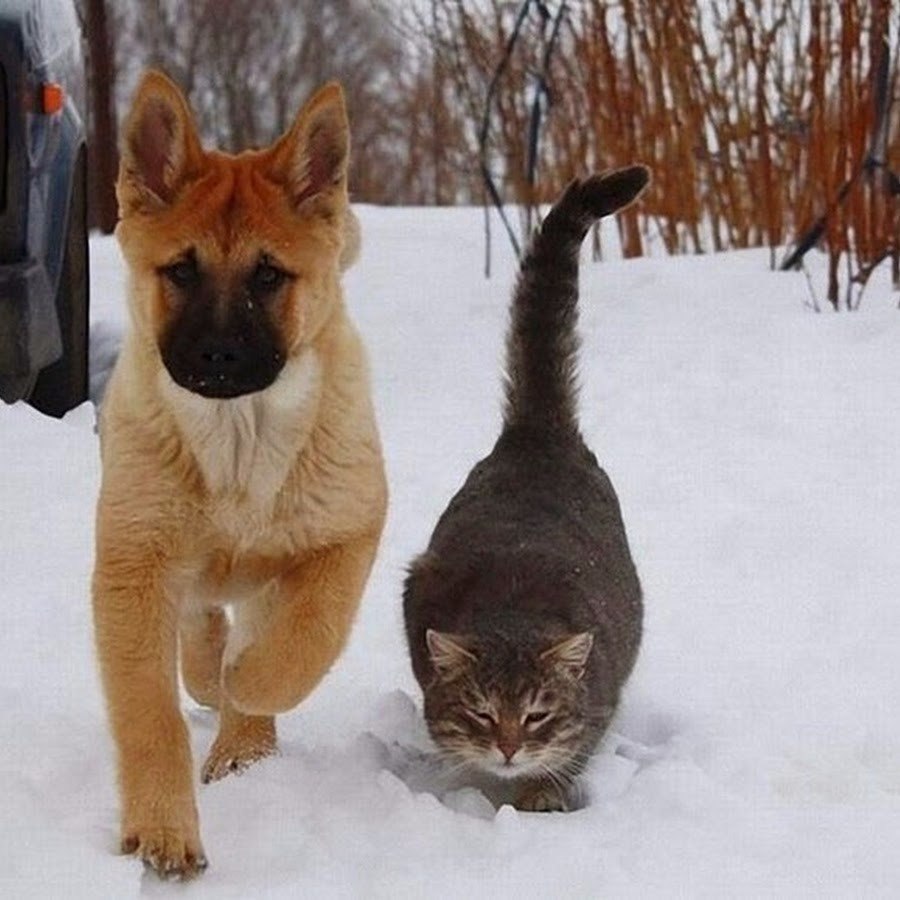 Коты и собаки дружат