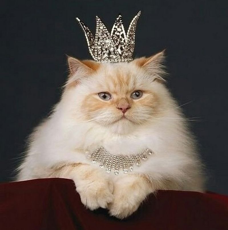 Кот с короной картинка