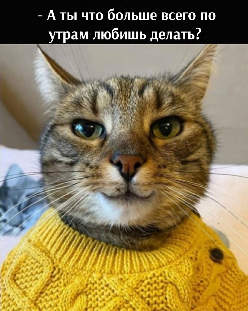 Кот в свитере