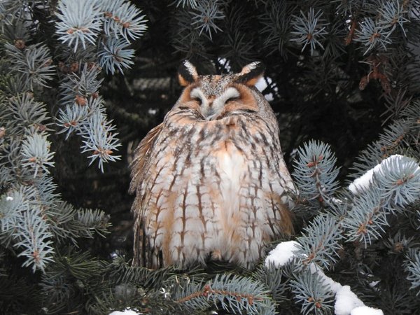 Филина 5. Сова с совятами. Голос совы. Филина 5. Филина 5.