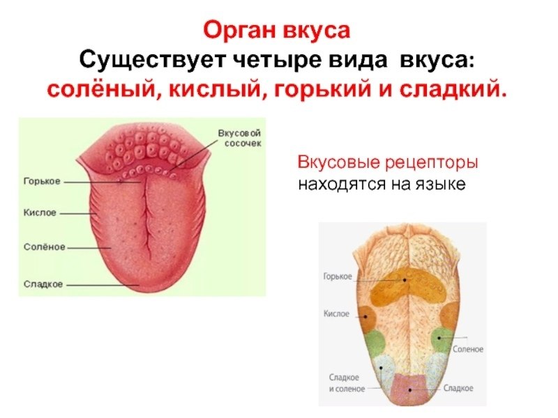 Вкусовые рецепторы языка картинка