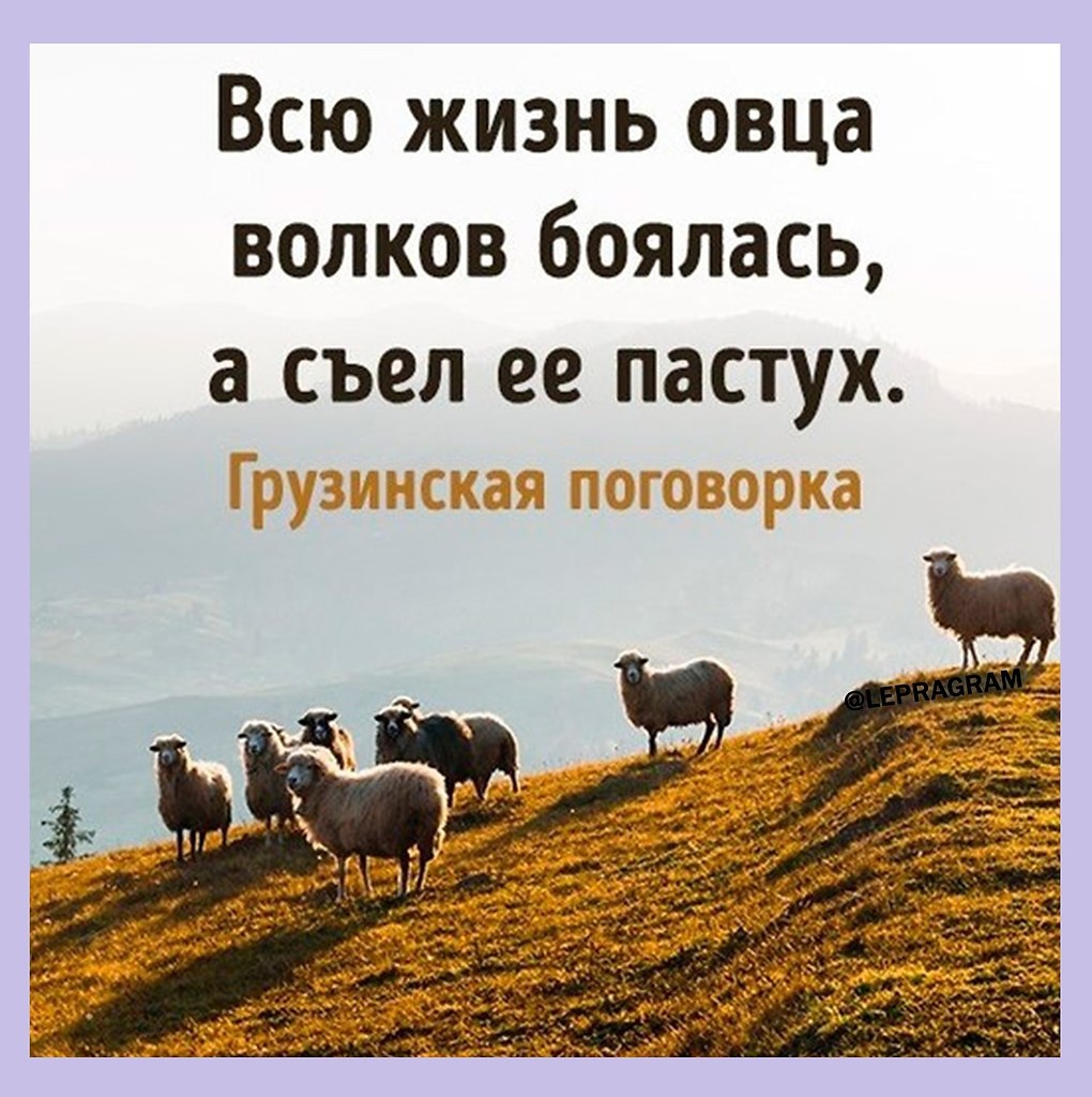 Всю жизнь овца Волков боялась