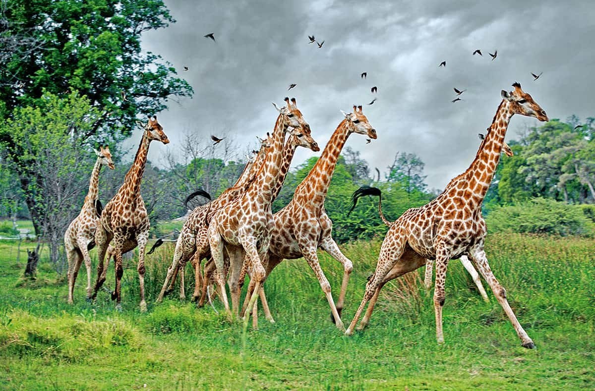Сколько жирафов в мире. Жираф. Жираф картинка. Всемирный день Жирафов. Стая Жирафов.