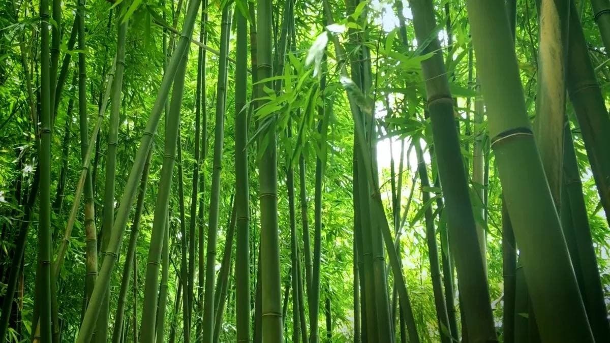 Бамбук в Австралии