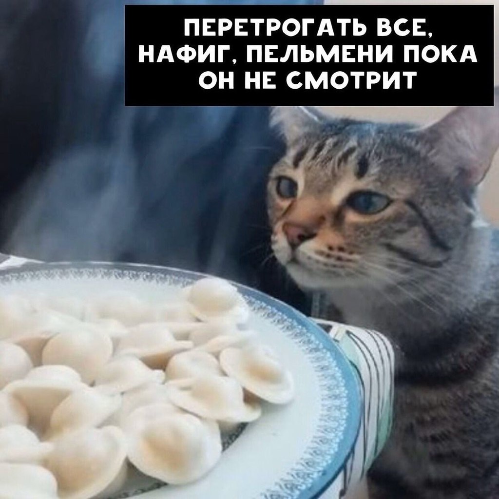 Коты пельмени