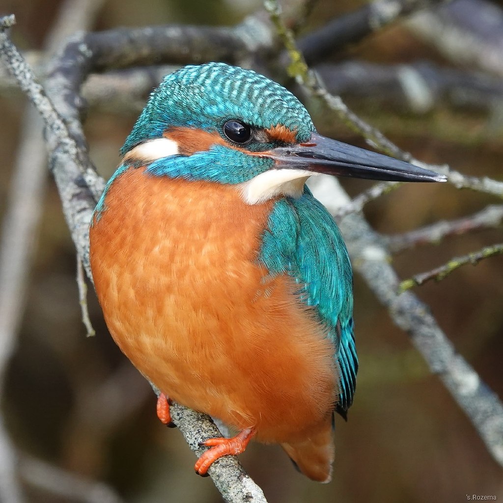 Пернатые друзья из Голландии на фотографиях от нашего подписчика ...