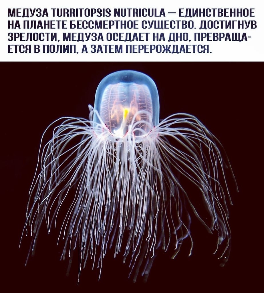 Процесс соматогенеза