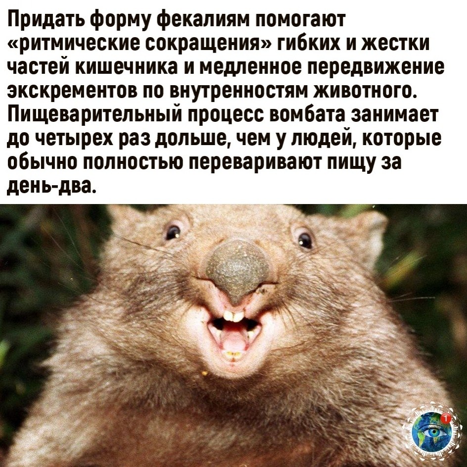 Квака Животное Фото