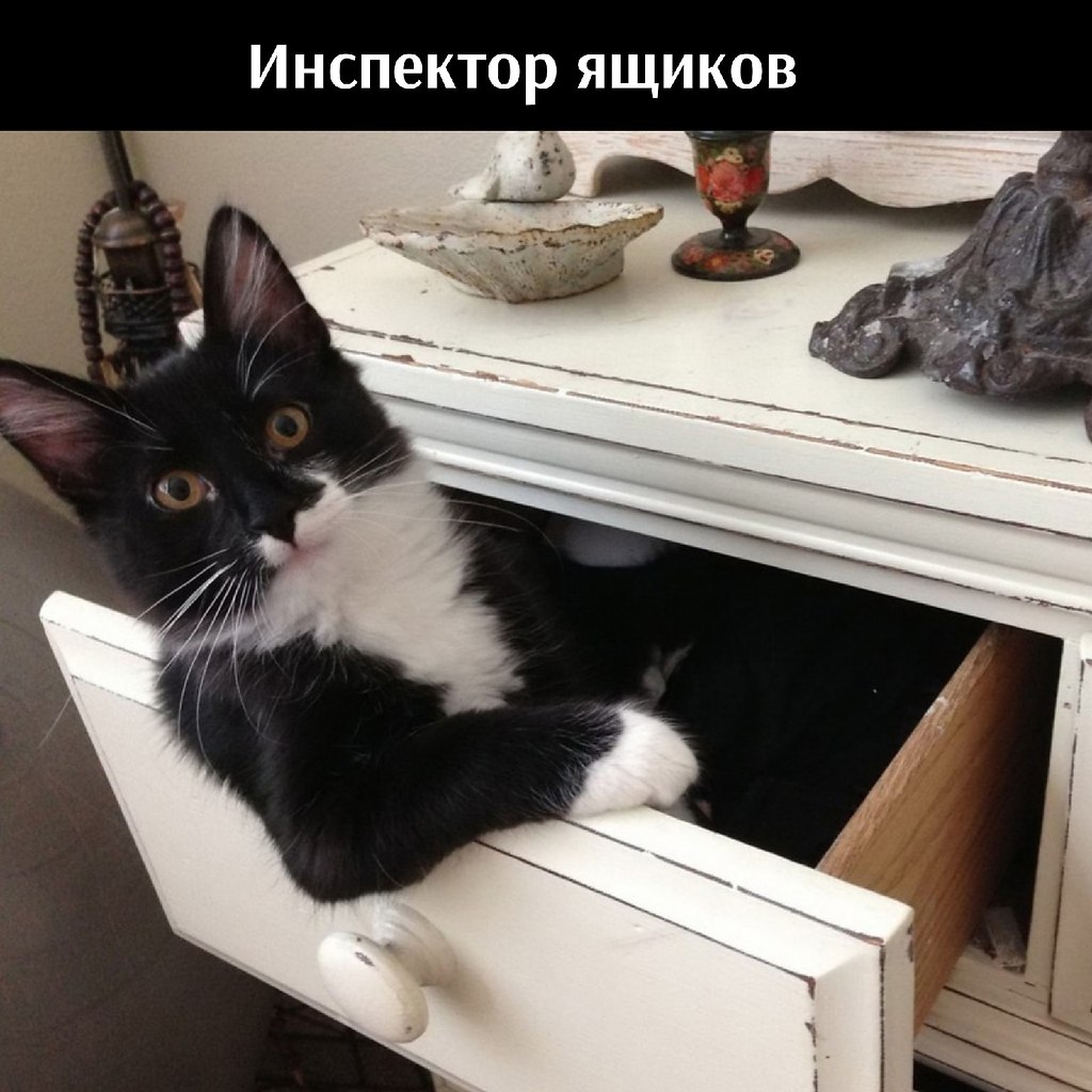 Тут должен быть котик\