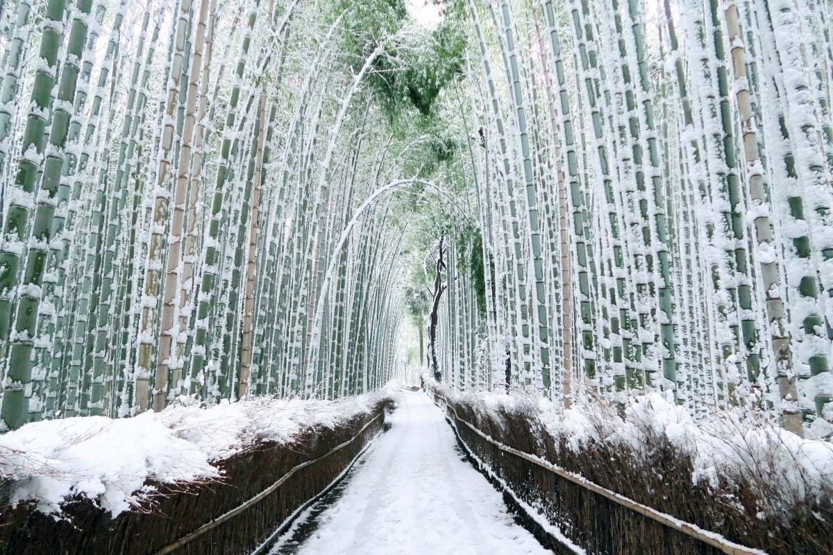 Зимний бaмбуковый лес в Киото, Япония