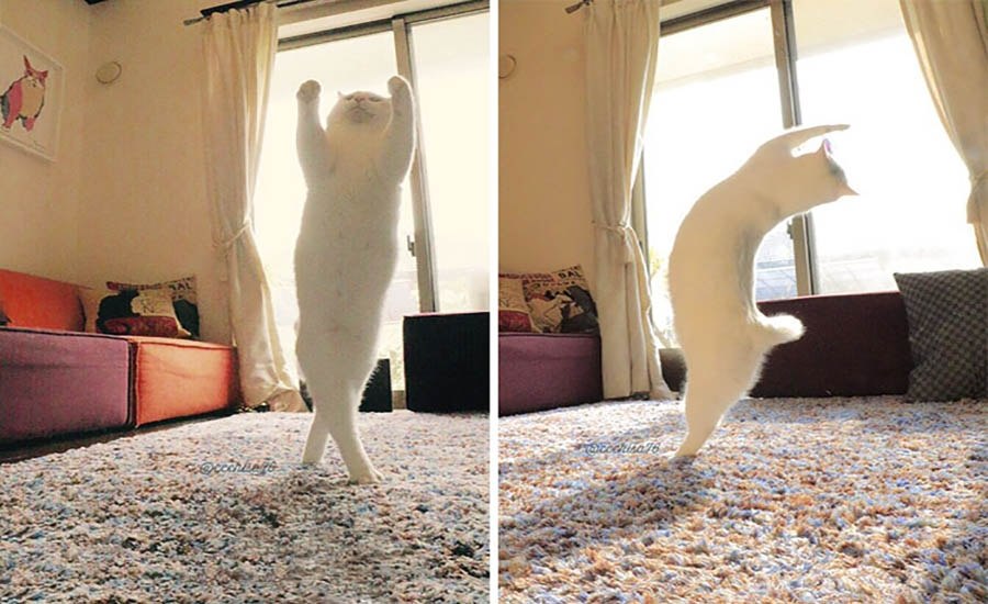 Cat dancer. Коты танцуют. Кот танцует. Танцующая кошка. Кошка пока.