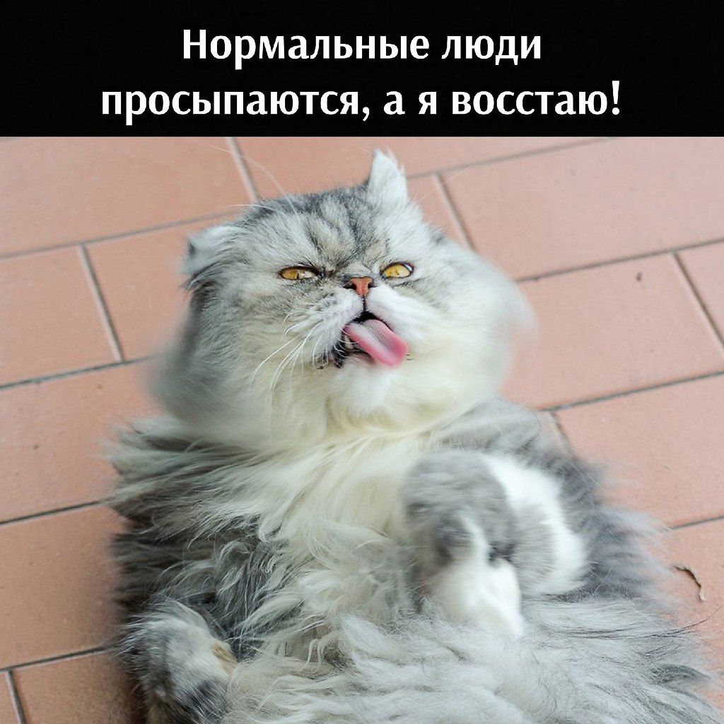 Серый персидский кот толстый